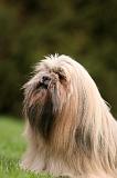LHASSA APSO 178